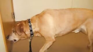 DOG AT THE DOCTOR II comedy stories in English with pictures II joke in English