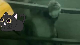 What is going on inside their head?