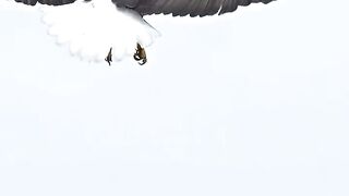 Eagles are amazing