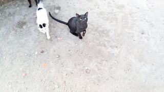 Beautiful cat in my street