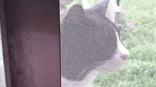 Cutest cat try to sing