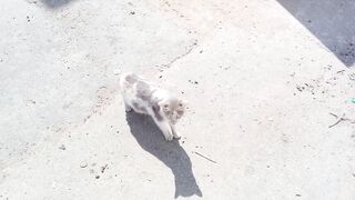 Cute and funny meowing cat sounds