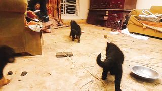 Dogs video