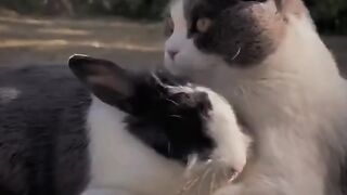 The First Meeting of a Cat and a Rabbit
