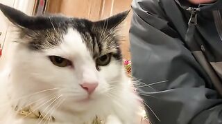 Cute and Funny cat