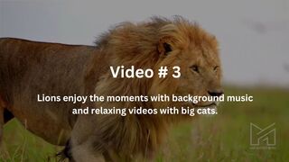 Lions enjoy the moments with background music and relaxing videos with big cats.