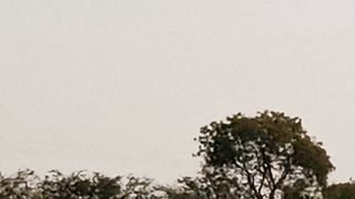 Beautiful bird play