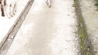 Dairy development in Pakistan