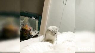 Funny Cats