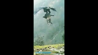 Eagle Captures A Mountain Goat | Eagle Vs Mountain Goat , Rabbit , Snake