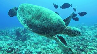 Exploring the Hidden Wonders of Underwater Wildlife