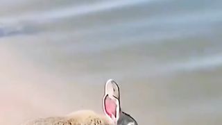 rabbit shower