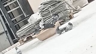 Pigeon enjoying water