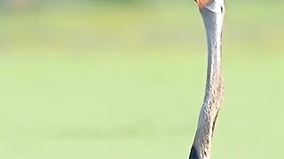 BIRD CATCH FISH