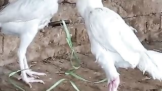 White Heera Aseel MASSALLAH