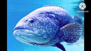 Amazing fish