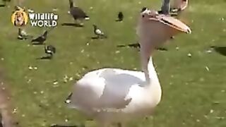 Angry bird eat my finger