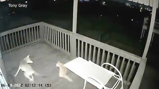 Cats fighting a wolf, narrowly evading the attack?