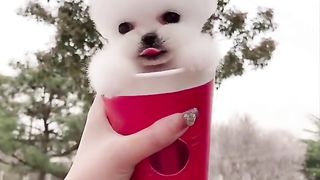 Cute and funny dog video ???? | funny puppy videos| cute dog video
