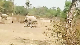 Elephants are stars