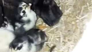 BEAUTIFUL CHICKE KIDS