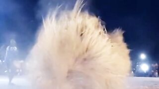 funny video