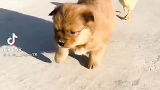 Cat ???????? dogs funny video TikTok and papuess