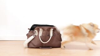 Cute ???? puppy