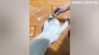 Best Funny Animal Videos 2022 - Funniest Cats And Dogs Video (720p).