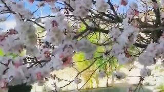 Awesome flowers It's Taif ksa