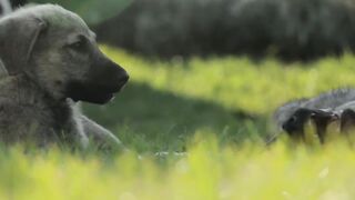 Funny Cat And Dog Videos Compilation #4 Best Of The 2023 Funny Animal Videos (720p).