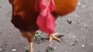 Animal Funny Video #3