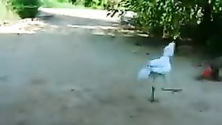 Funniest animals