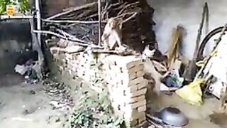 Monkey vs dog