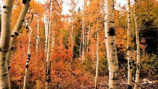 Autumn ???? trees beautiful scene ???? nature