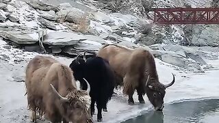 Yark drinking water snow lake