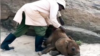 New born elephant baby