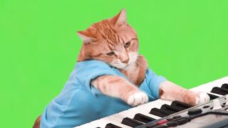Funny video gatar