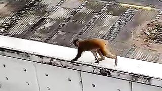 monkey