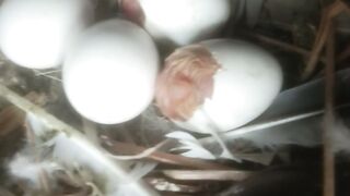 #pigeon egg hatching