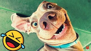 The BEST of 2023 funny cat and dog videos - Funny Videos ????????????