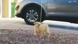 Funny elephant and dogs