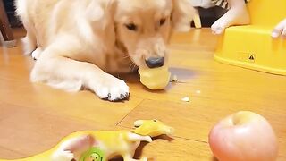 Funny dog video
