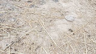 crow eating rice