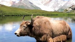 Yark in water