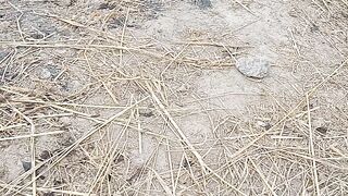 Crow eating food