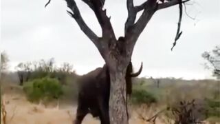 The  high power of elephant