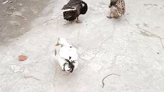 duck amazing action