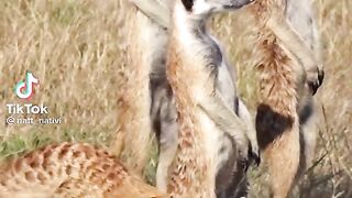 Animal funny video