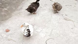 duck taking rest